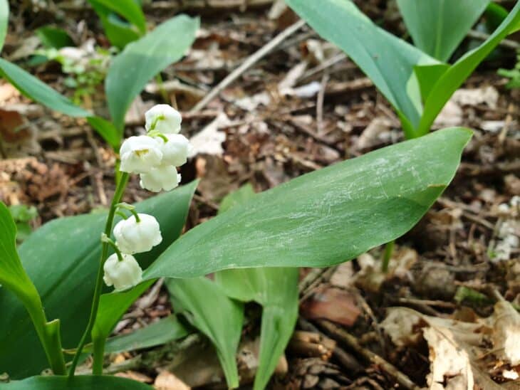 nature_forest_lily-of-the-valley_016
