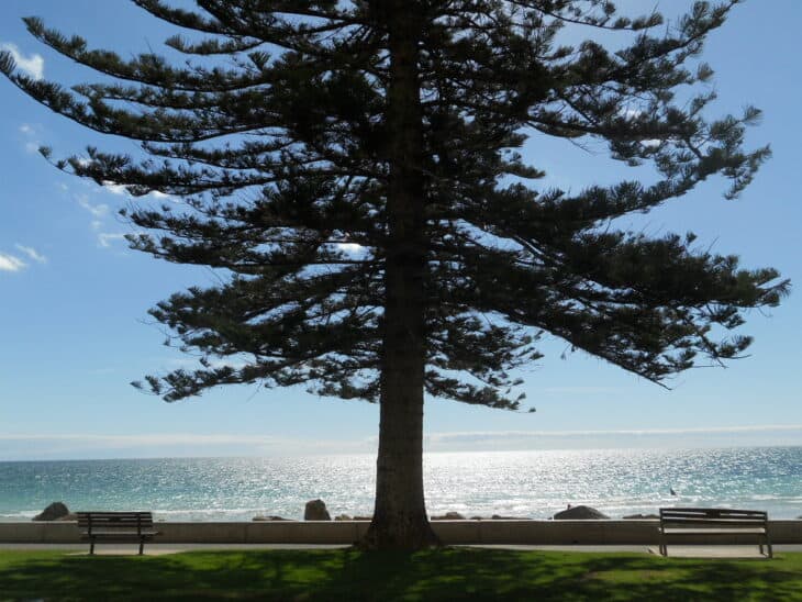 Norfolk Pine
