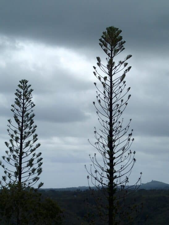 Norfolk Pine