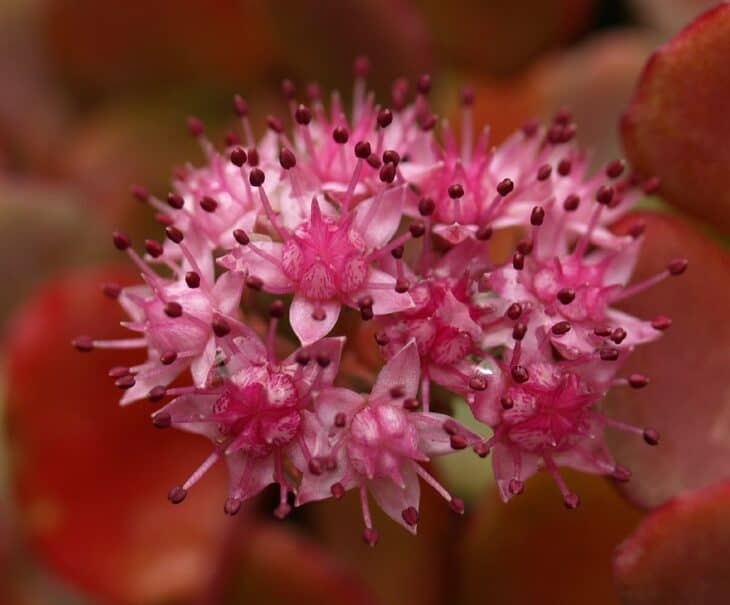 October Daphne Stonecrop - Sedum sieboldii