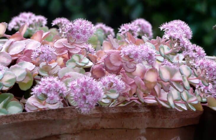 October Daphne Stonecrop - Sedum sieboldii