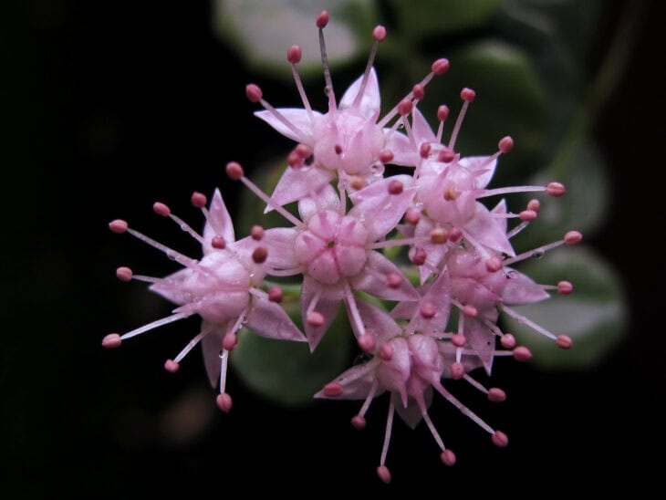 Sedum sieboldii