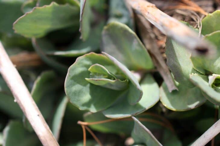 Sedum sieboldii