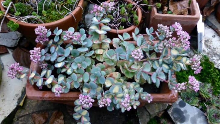 October Daphne Stonecrop - Sedum sieboldii