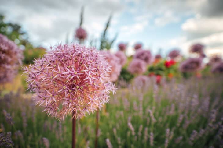 Ornamental Allium - Allium spp.