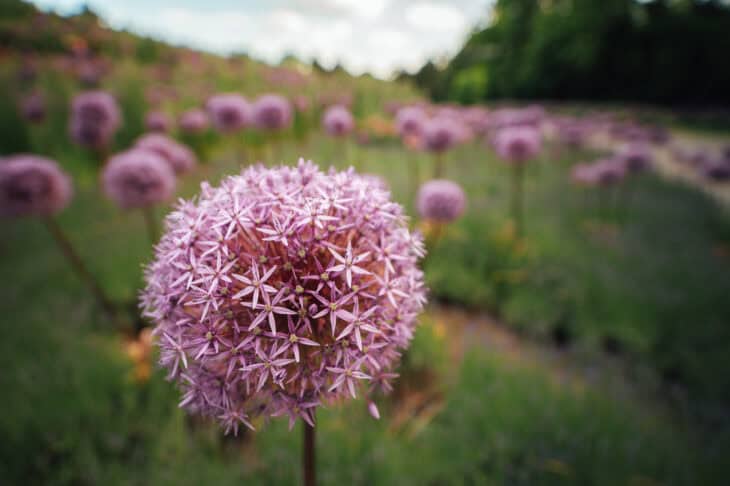 Ornamental Allium - Allium spp.