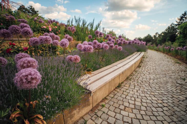 Ornamental Allium - Allium spp.