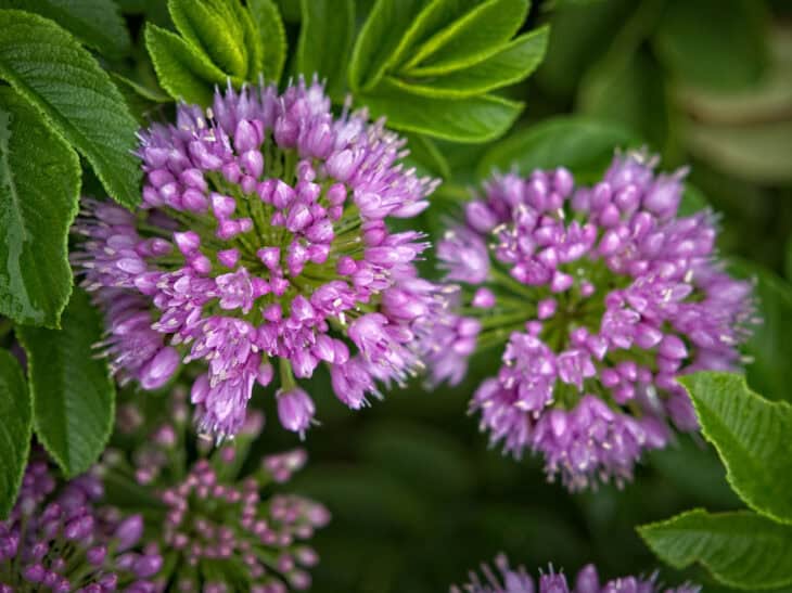 Ornamental Allium - Allium spp.