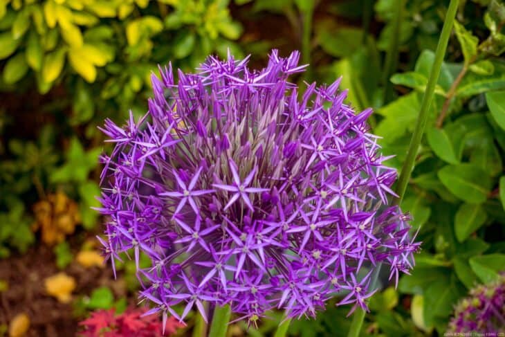 Ornamental Allium - Allium spp.