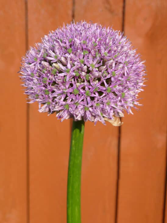 Ornamental Allium - Allium spp.