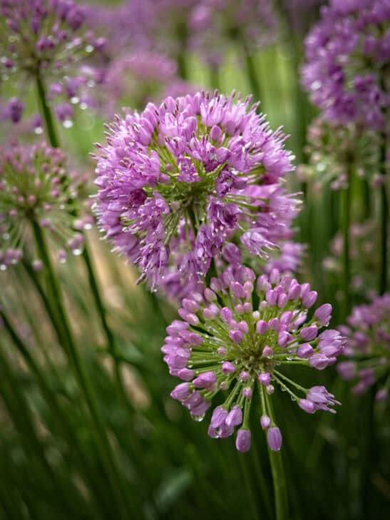 Ornamental Allium - Allium spp.