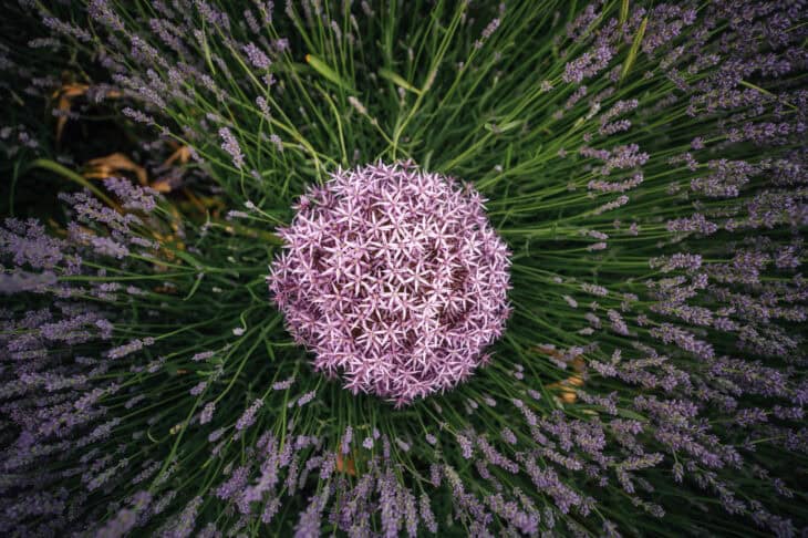 Ornamental Allium - Allium spp.