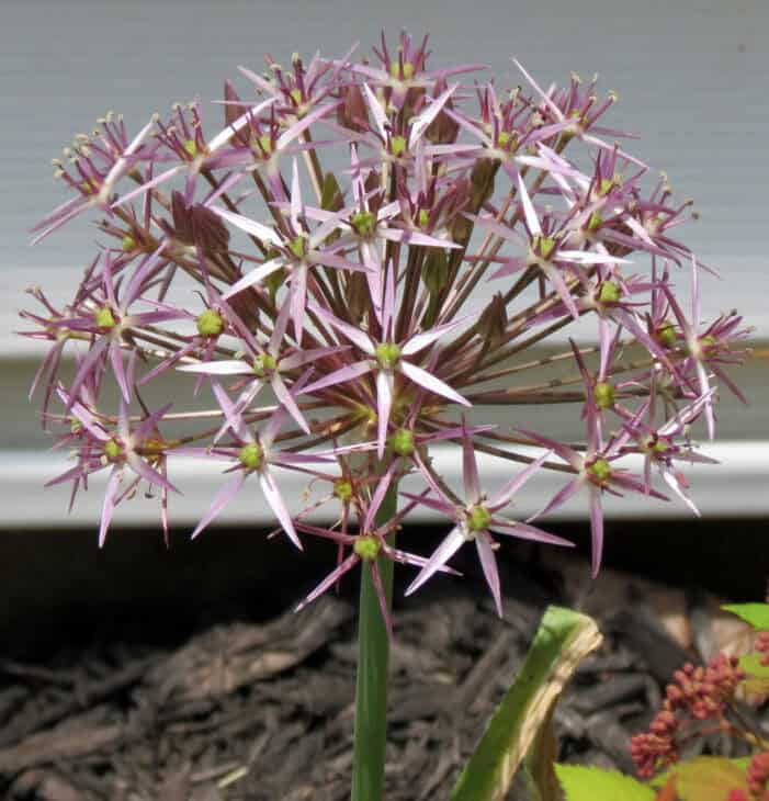 Ornamental Allium - Allium spp.