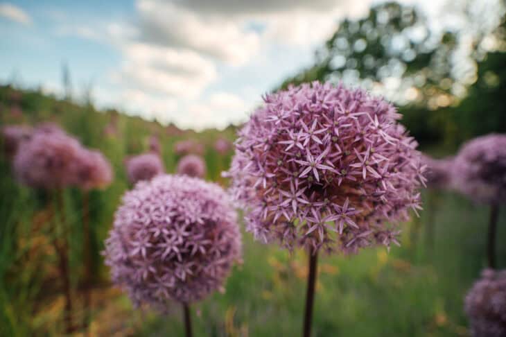 Ornamental Allium - Allium spp.