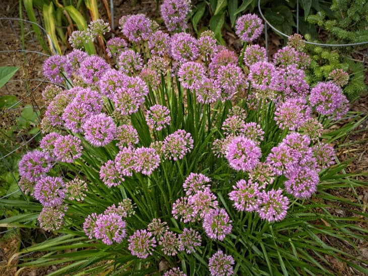 Ornamental Allium - Allium spp.
