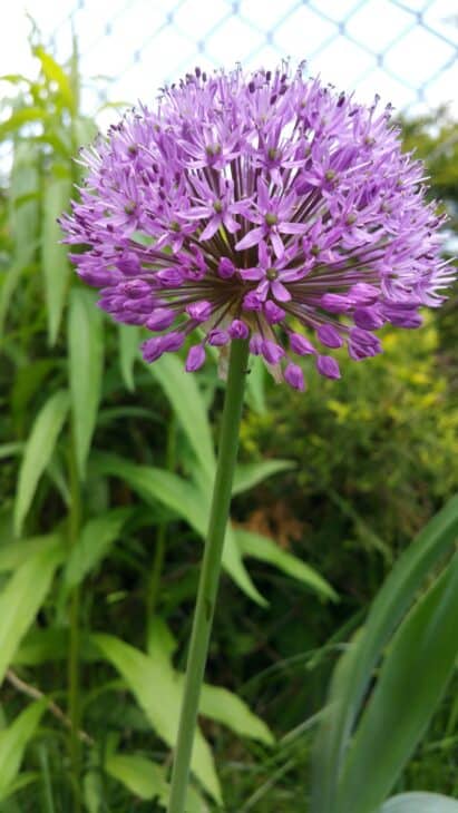 Ornamental Allium - Allium spp.