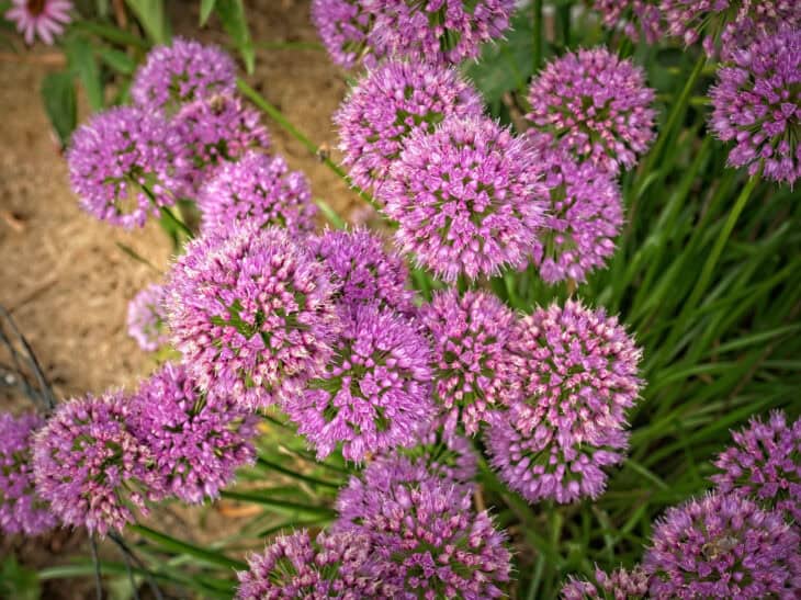 Ornamental Allium - Allium spp.