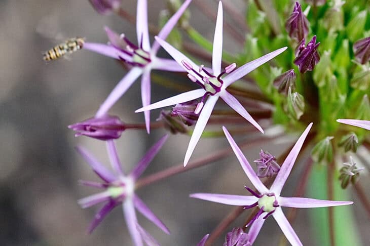 Ornamental Allium - Allium spp.