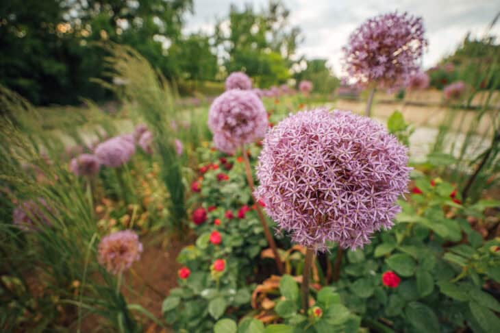 Ornamental Allium - Allium spp.