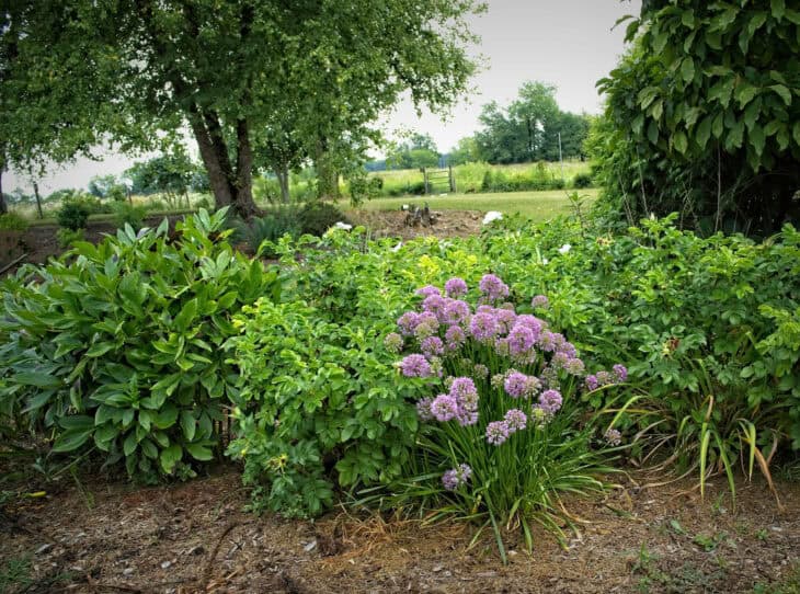 Ornamental Allium - Allium spp.