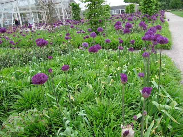 Ornamental Allium - Allium spp.