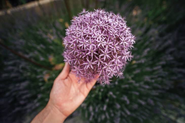 Ornamental Allium - Allium spp.
