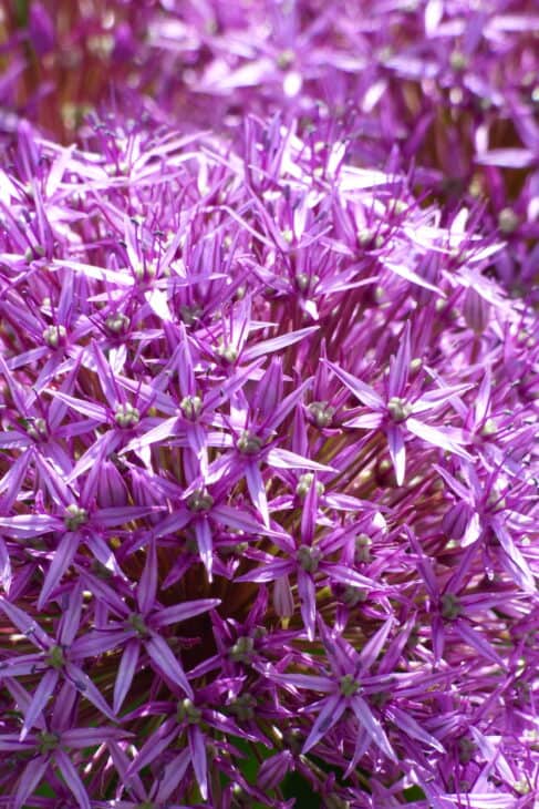 Ornamental Allium - Allium spp.