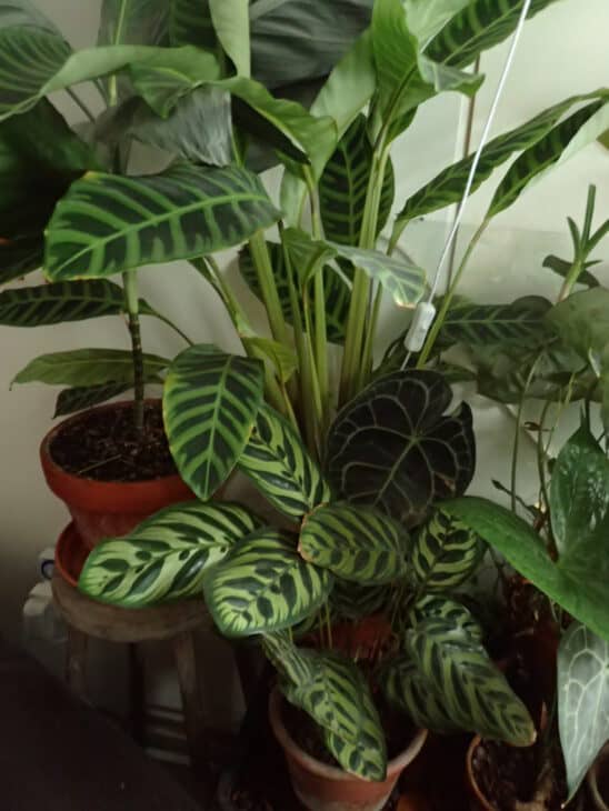 Peacock Plant - Calathea makoyana