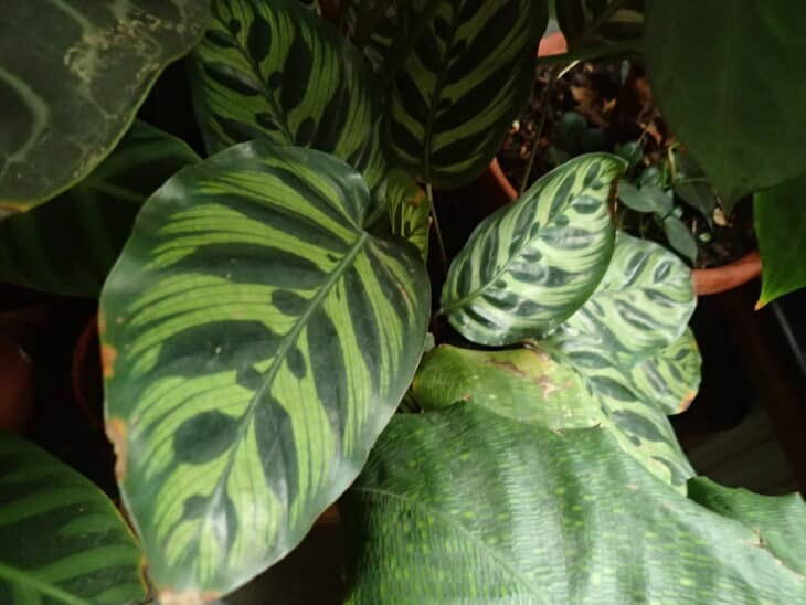 Peacock Plant - Calathea makoyana