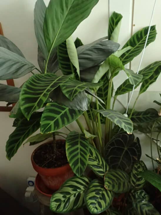 Peacock Plant - Calathea makoyana