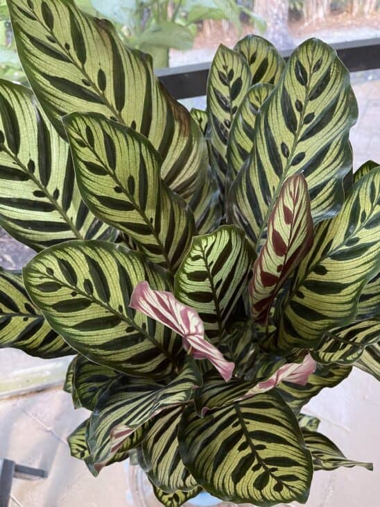 Peacock Plant - Calathea makoyana