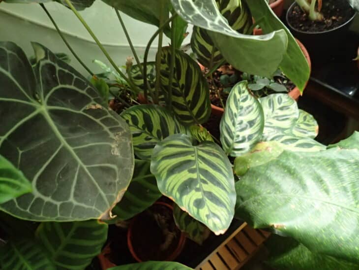 Peacock Plant - Calathea makoyana