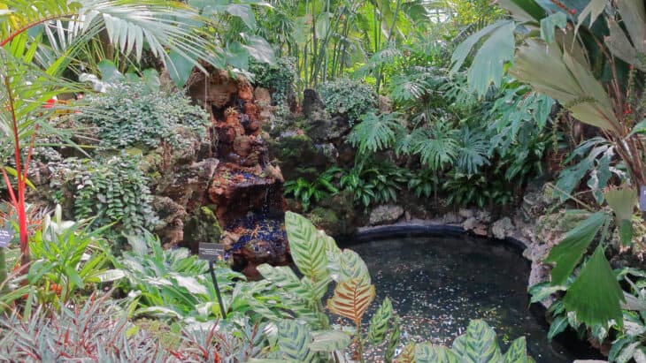 Peacock Plant - Calathea makoyana