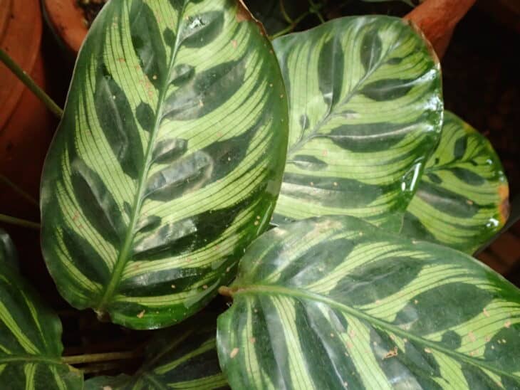Peacock Plant - Calathea makoyana