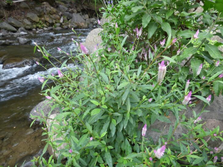 Plumed Cockscomb - Celosia argentea var. plumosa