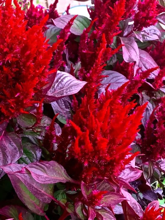 Plumed Cockscomb - Celosia argentea var. plumosa