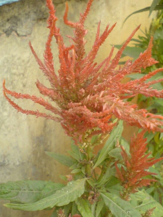 Plumed Cockscomb - Celosia argentea var. plumosa