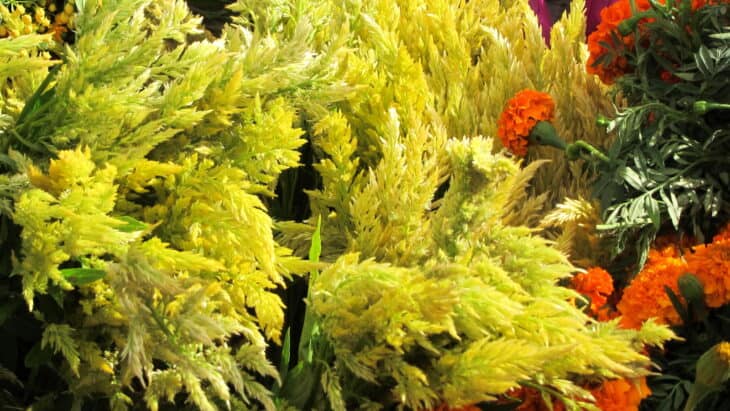 Plumed Cockscomb - Celosia argentea var. plumosa