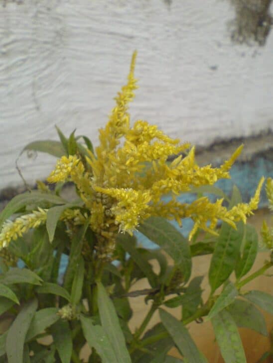 Plumed Cockscomb - Celosia argentea var. plumosa