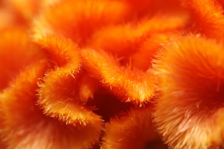 Plumed Cockscomb - Celosia argentea var. plumosa