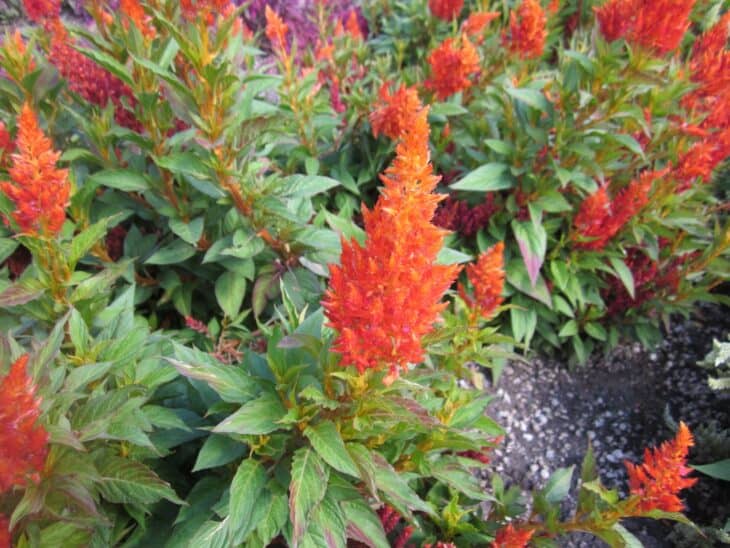 Plumed Cockscomb - Celosia argentea var. plumosa