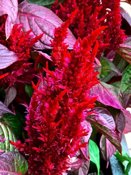 Plumed Cockscomb - Celosia argentea var. plumosa
