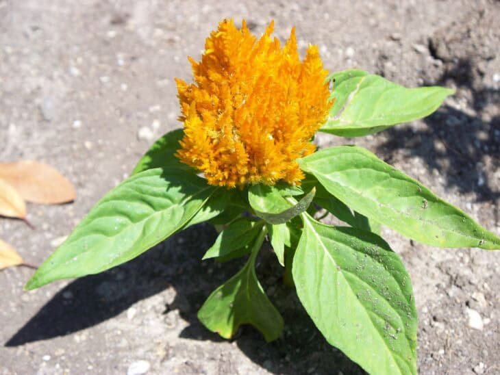 Plumed Cockscomb - Celosia argentea var. plumosa