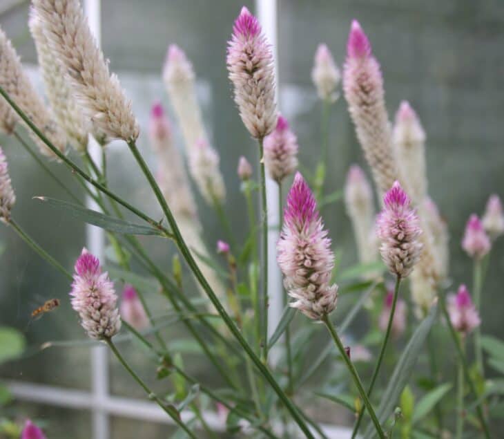 Plumed Cockscomb - Celosia argentea var. plumosa