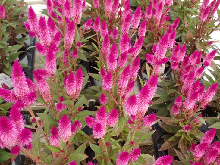 Plumed Cockscomb - Celosia argentea var. plumosa
