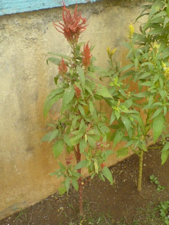 Plumed Cockscomb - Celosia argentea var. plumosa