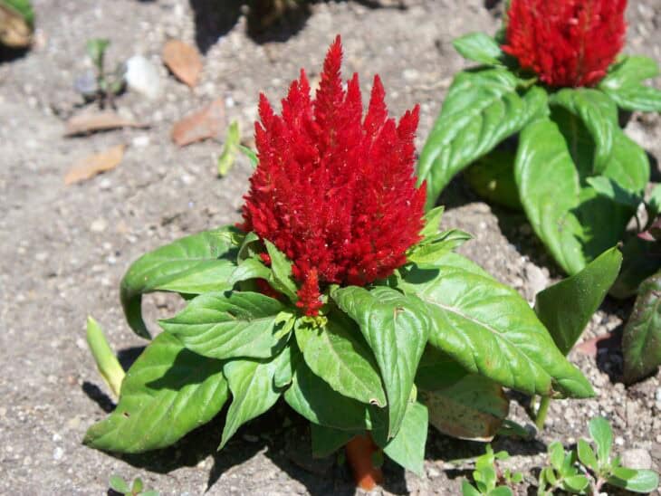 Plumed Cockscomb - Celosia argentea var. plumosa
