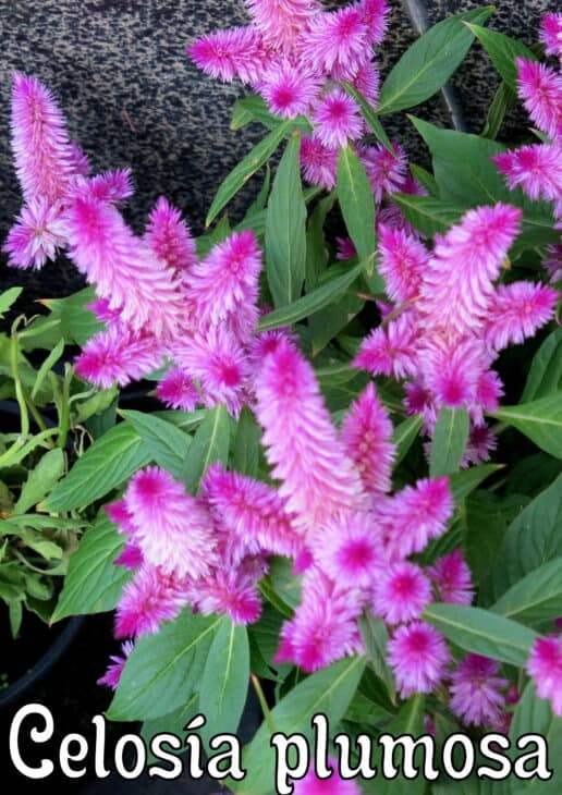 Plumed Cockscomb - Celosia argentea var. plumosa