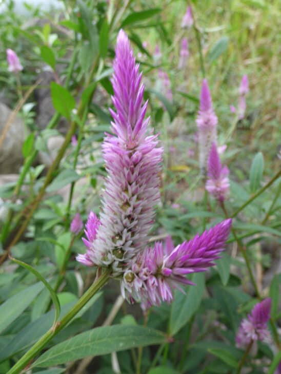 Plumed Cockscomb - Celosia argentea var. plumosa
