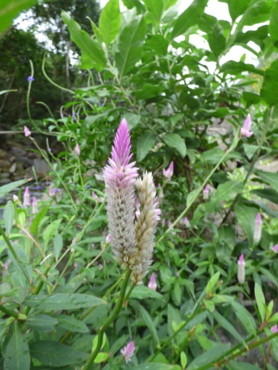 Plumed Cockscomb - Celosia argentea var. plumosa